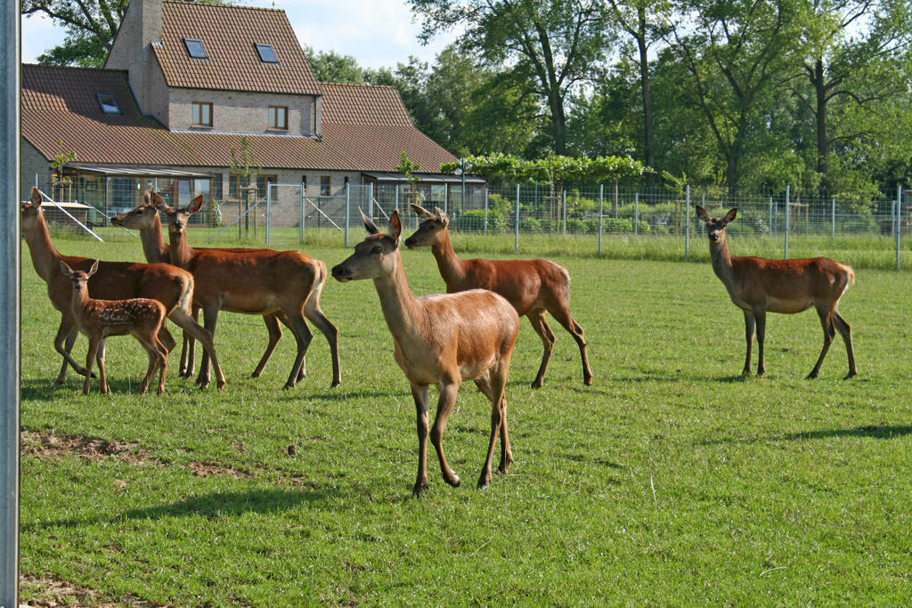 'T Leeg Huys Villa Lo-Reninge Ruang foto